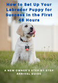 How to Set Up Your Labrador Puppy for Success in the First 48 Hours