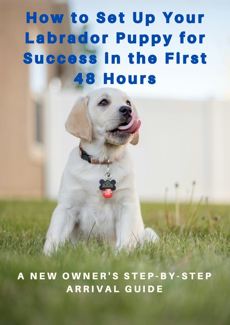 How to Set Up Your Labrador Puppy for Success in the First 48 Hours